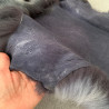 Piel de pieza entera de zorro arctico color gris